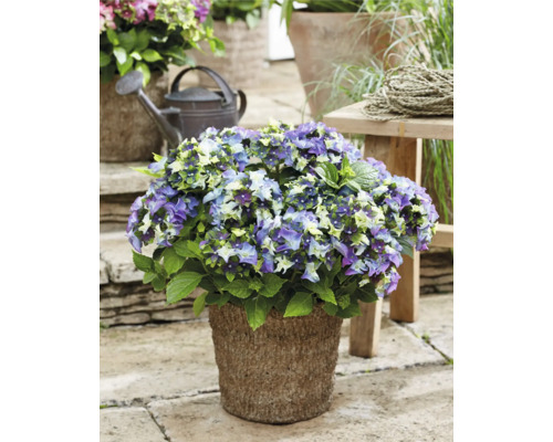 Trädgårdsutsikt med blommande hortensia i kruka