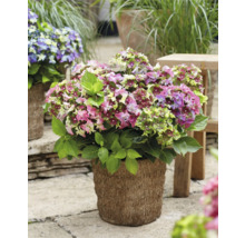 Hortensia i kruka