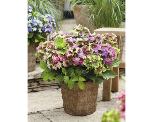 Hortensia i kruka