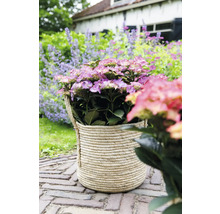 Hortensia i flätad korg på gatstenar i trädgården