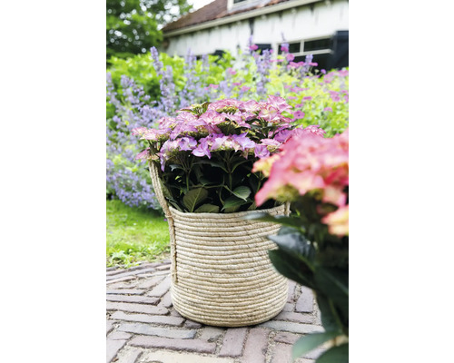 Hortensia i flätad korg på gatstenar i trädgården