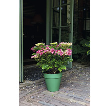Hortensia i kruka med rosa och ljusgröna blommor framför en öppen dörr