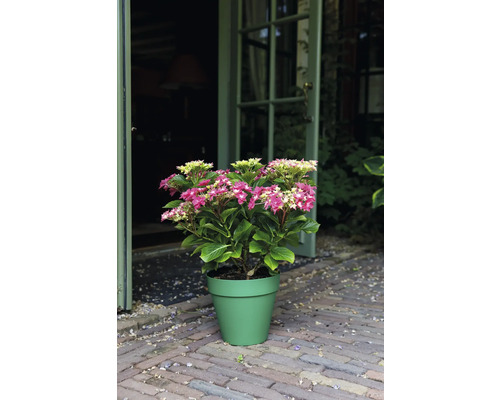 Hortensia i kruka med rosa och ljusgröna blommor framför en öppen dörr