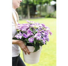 Kvinna håller krukhortensia i en kruka