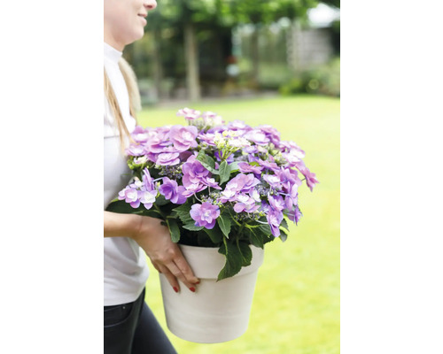 Kvinna håller krukhortensia i en kruka