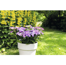 Hortensia i kruka i trädgården