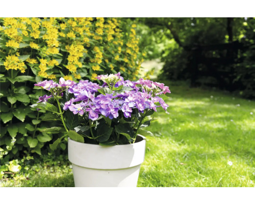 Hortensia i kruka i trädgården