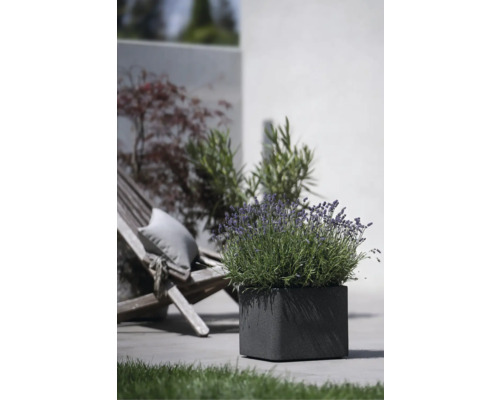 Fyrkantig blomkruka med lavendel utomhus