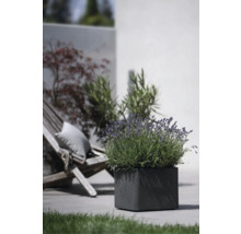 Fyrkantig planteringslåda med lavendel utomhus