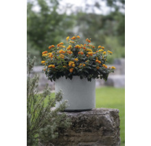 Gul-orange dvärgbuske blommor i en blomkruka på en stenfot i trädgården.