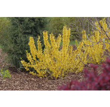 Forsythia i trädgårdsrabatt med gula blommor