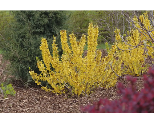 Forsythia i trädgårdsrabatt med gula blommor