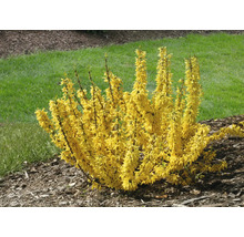 Forsythia prydnadsbuske i trädgården