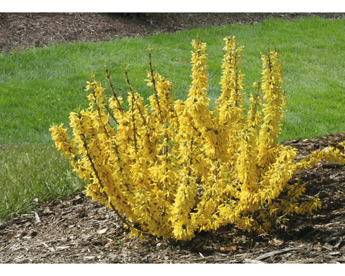 Forsythia prydnadsbuske i trädgården