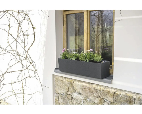 Fönster med blomlåda och blommande växter