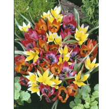 Närbild av mångfärgade tulpanblommor