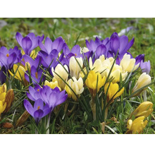 Blommande krokusar i gult och violett i trädgården.