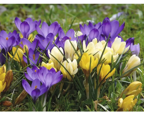 Blommande krokusar i gult och violett i trädgården.