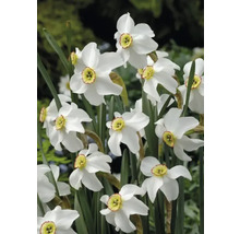 Vita narcissusblommor med gul mitt och gröna stjälkar