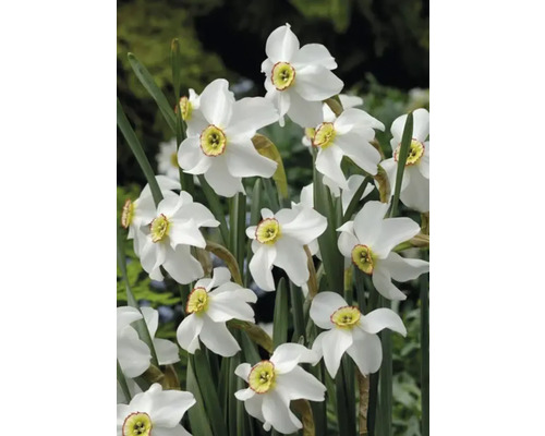 Vita narcissusblommor med gul mitt och gröna stjälkar