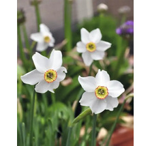 Vita narcissusblommor i trädgården