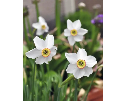 Vita narcissusblommor i trädgården