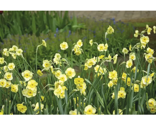 Gula påskliljor i en trädgårdsbädd.