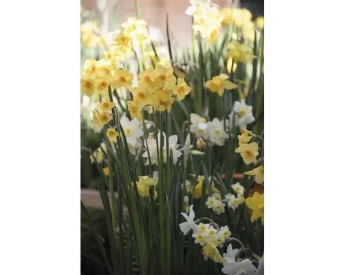 Närbild av gula och vita påskliljor i trädgården.