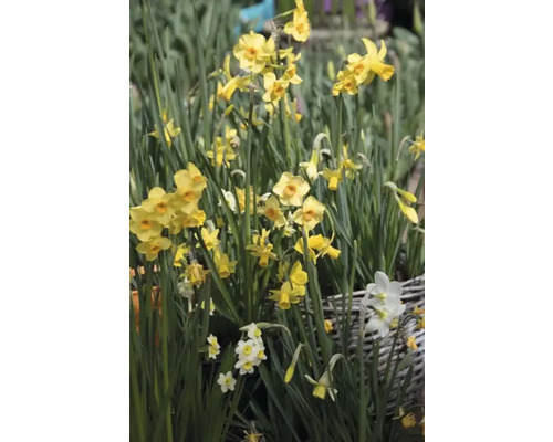 Gula påskliljor planterade i en korg.