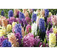 Fält med blommande hyacinter