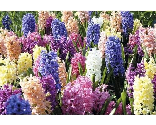 Fält med blommande hyacinter