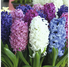 Blommande hyacinter med gröna blad