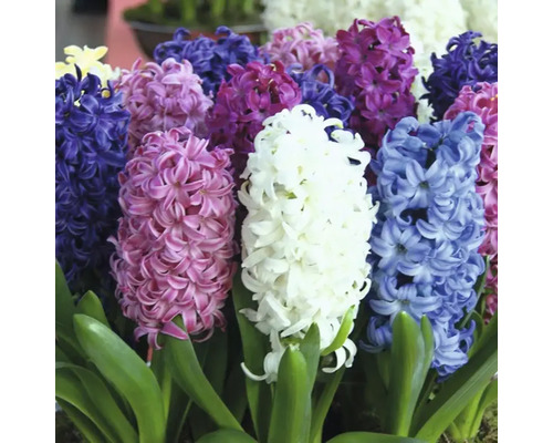 Blommande hyacinter med gröna blad