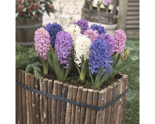 Hyacinter i en träplanteringslåda