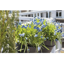 Blå pärlhyacinter i blomkrukor på balkongen.