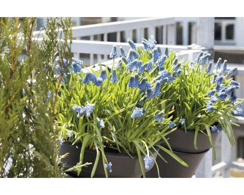 Blå pärlhyacinter i blomkrukor på balkongen.