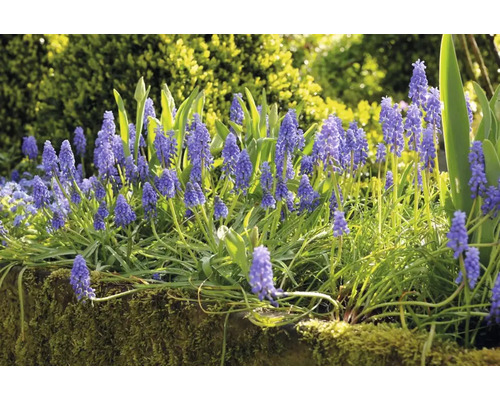 Blomställning av pärlhyacinter i trädgården