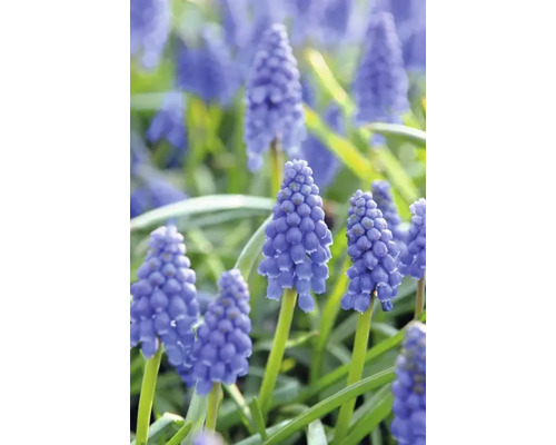 Närbild av pärlhyacinter i trädgården.