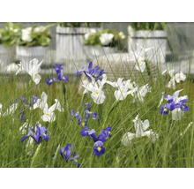 Blomsterrabatt med iris i vitt och blått