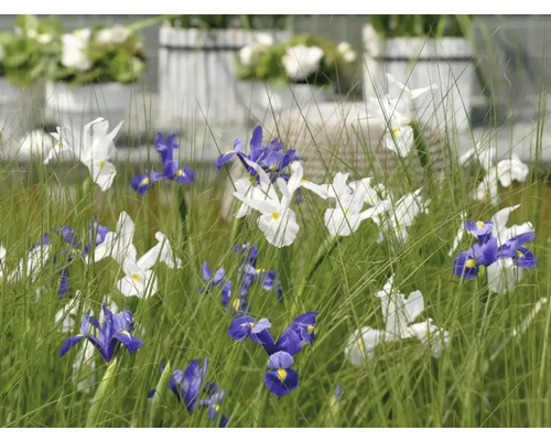 Blomsterrabatt med iris i vitt och blått