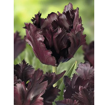 Närbild av en enda mörk tulpanblomma med fransade kronblad.