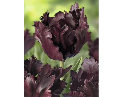 Närbild av en enda mörk tulpanblomma med fransade kronblad.