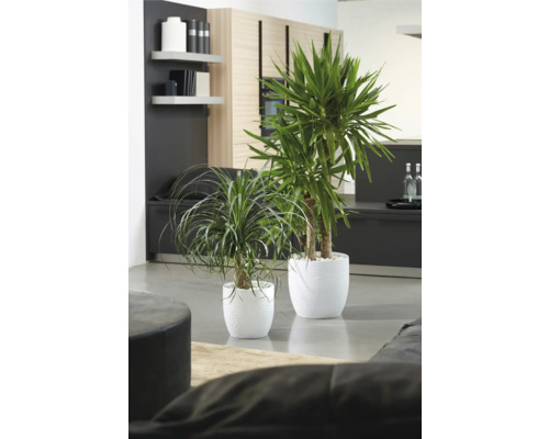 Två krukväxter i vita krukor i ett vardagsrum.