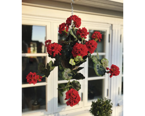 Hängande blomkruka med röda pelargoner framför ett fönster