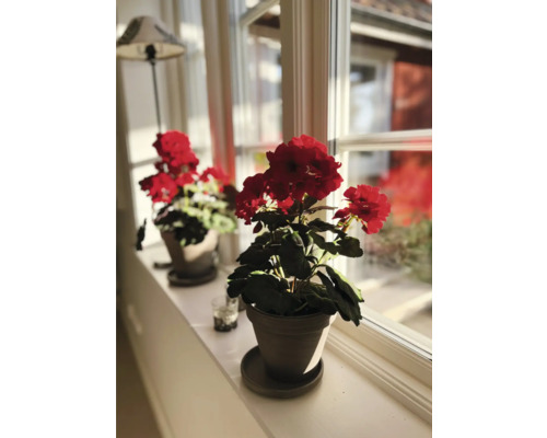 Två pelargoner i krukor på en fönsterbräda