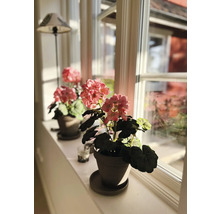Pelargoner i krukor på en fönsterbräda med naturligt ljus