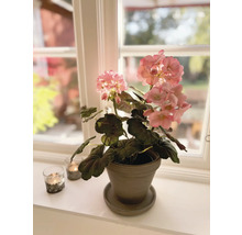 Konstväxt pelargon i kruka 40cm rosa
