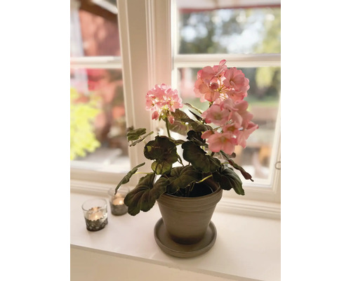 Pelargon i kruka på en fönsterbräda