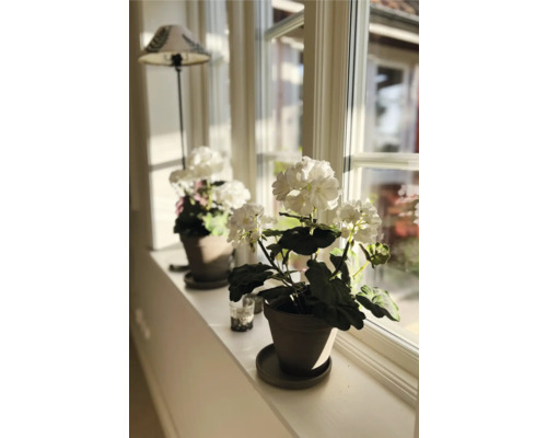 Dekorativa krukväxter i krukor på en fönsterbräda.