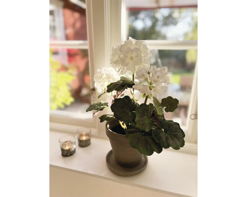 Dekorativ vit hortensia i kruka på en fönsterbräda med två värmeljushållare